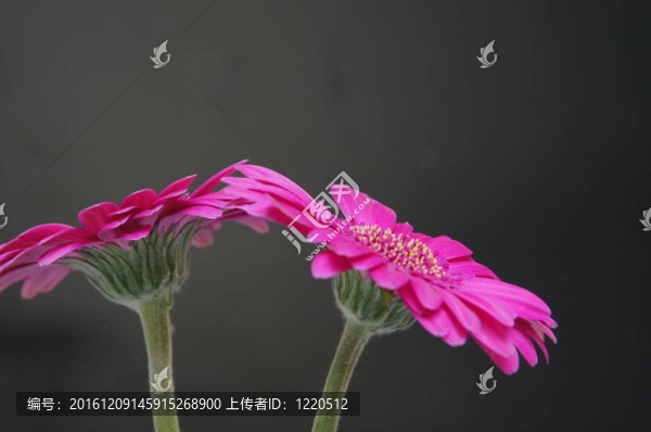 非洲菊