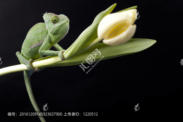 綠色的變色龍。彩色照片
