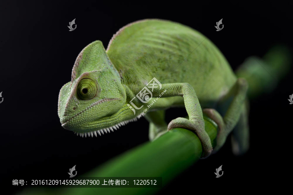 綠色的變色龍。彩色照片