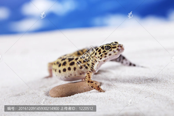 壁虎的肖像特寫(xiě)