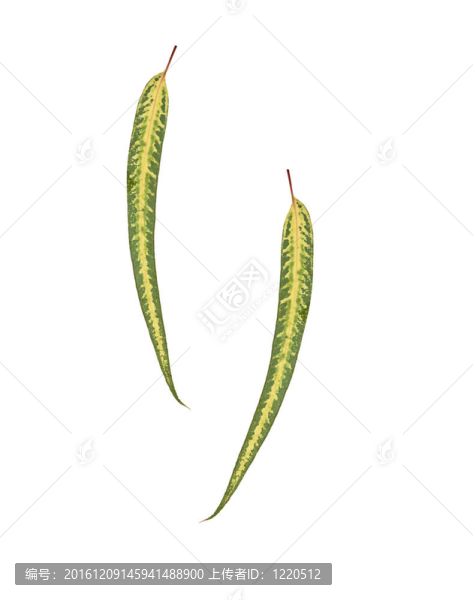 桉樹葉封閉