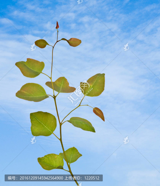 天空背景桉樹(shù)枝
