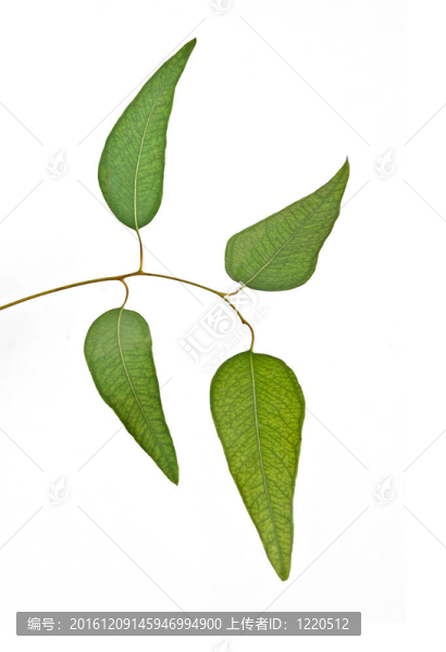 白背景桉枝