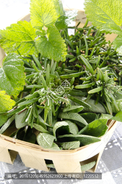 籃子里花園里的藥草