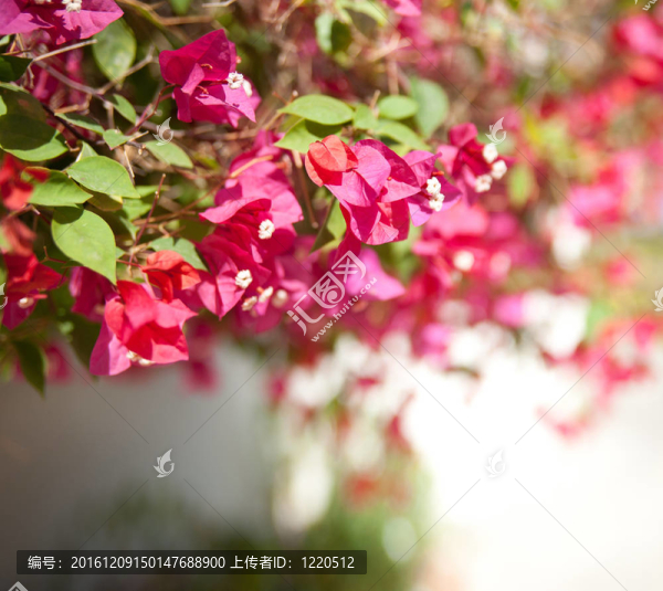 春天的花朵