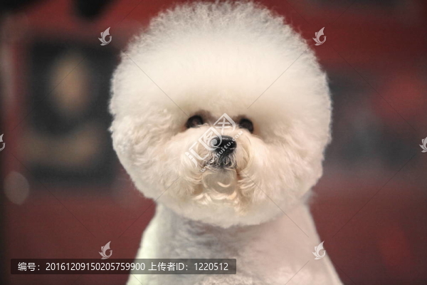 卷毛比雄犬