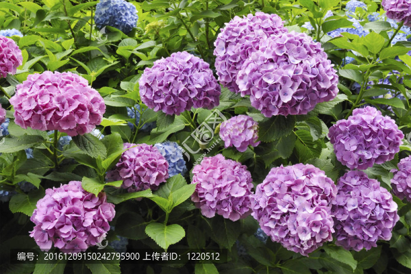 繡球花