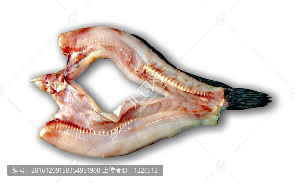 干紋鱧魚孤立在白色背景