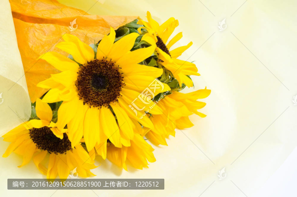 向日葵花束