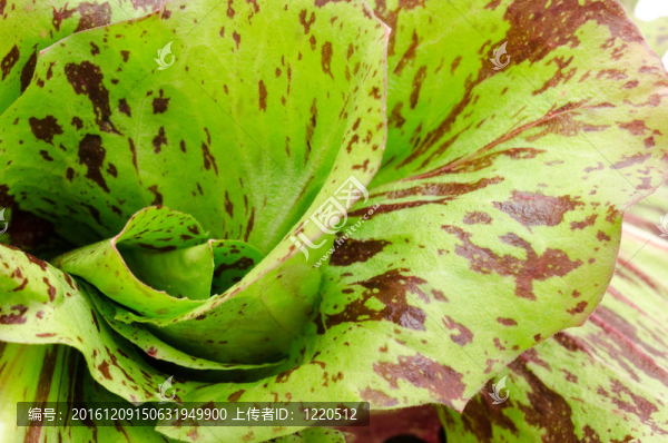 關(guān)閉了菊苣葉