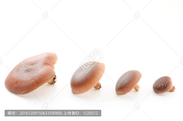 東方的黑色蘑菇
