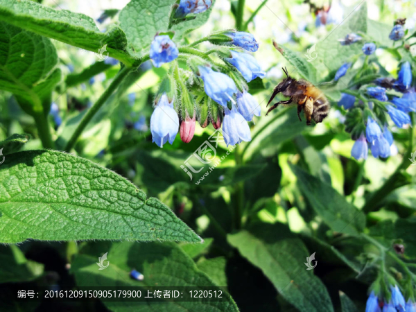 蜜蜂在翅膀上