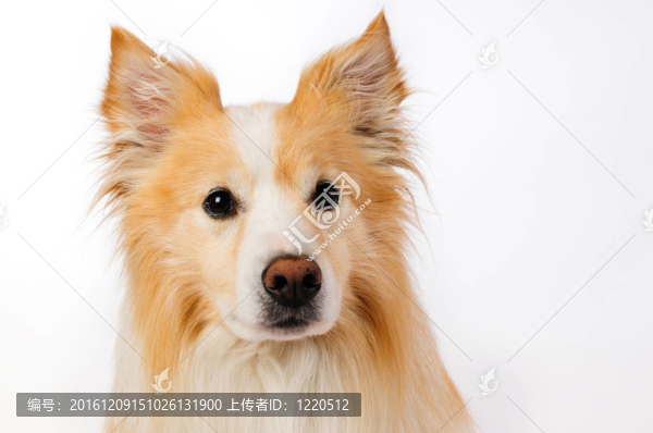 邊境牧羊犬