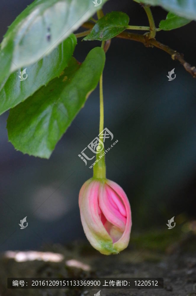 單粉色花蕾掛