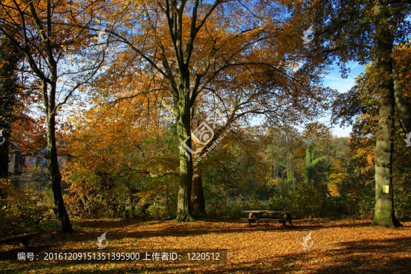 公園里的秋天