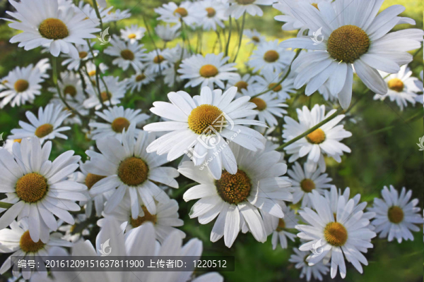 雛菊