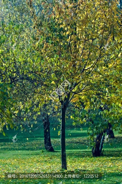 公園里的樹