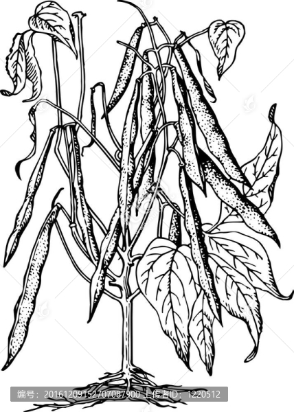 植物豆（菜豆）