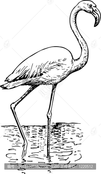 火烈鳥phoenicopteri