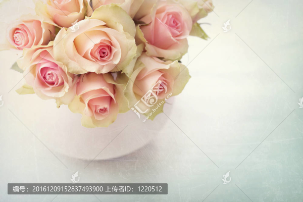 白薔薇
