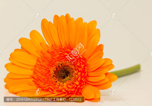 太陽花