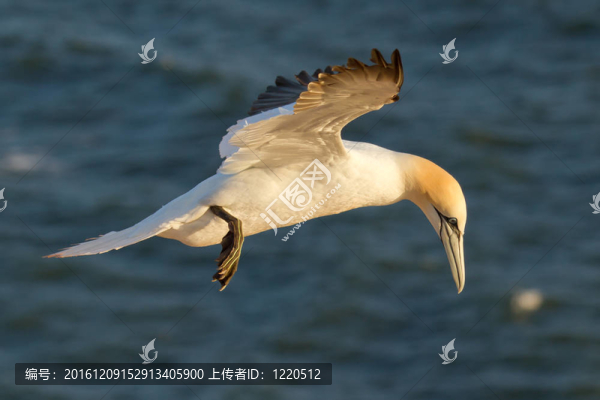 塘鵝飛