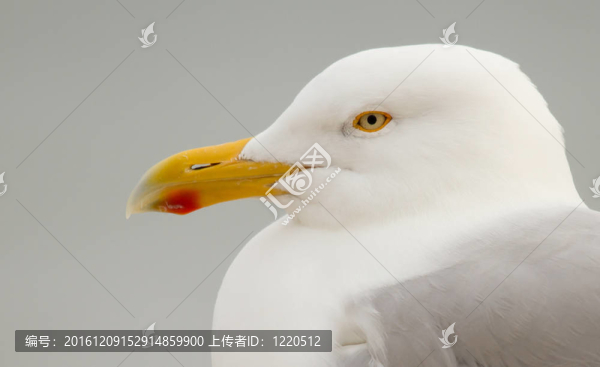 海鷗