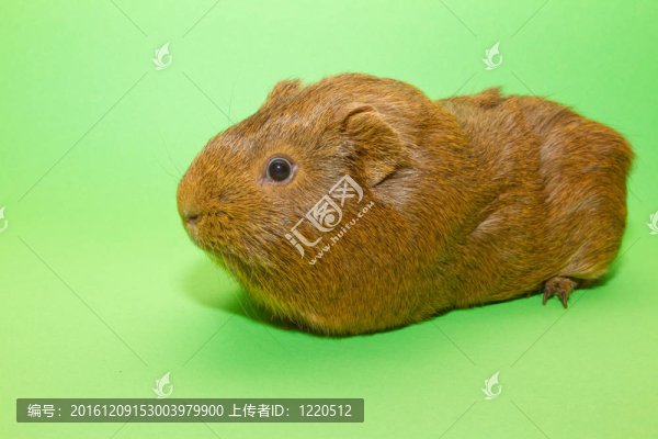 豚鼠
