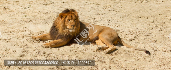 在沙灘上休息的獅子