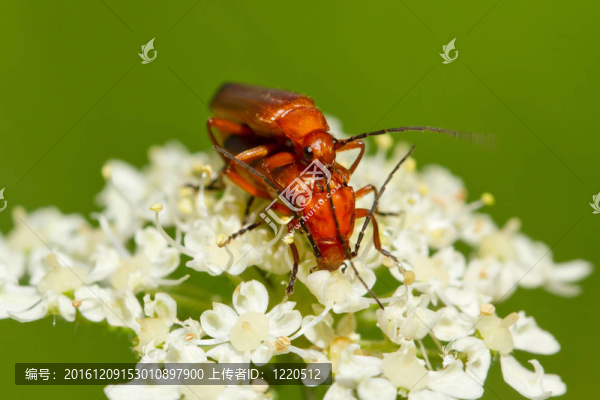 甲蟲（Rhagonycha,fulva）育種