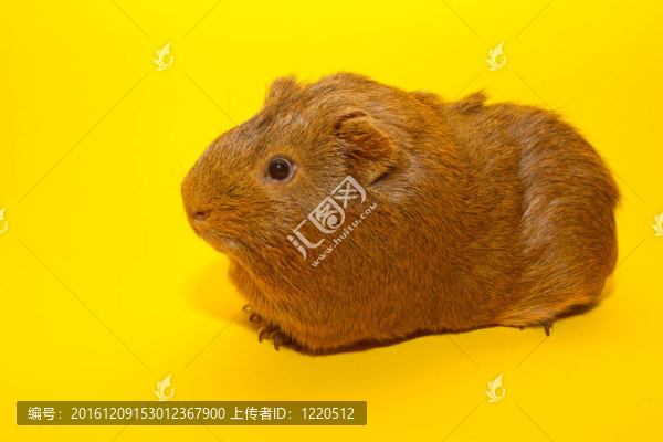 豚鼠