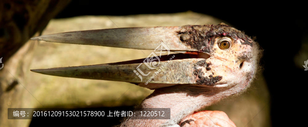 一個(gè)特寫鏡頭的一個(gè)寶