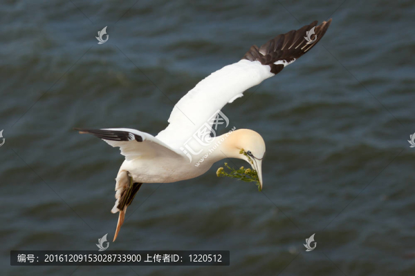 距海面塘鵝