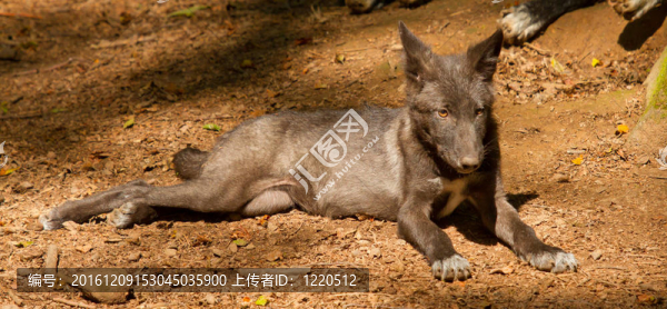 德國動物園里的一只小狼