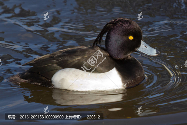 雄性鳳頭潛鴨游泳