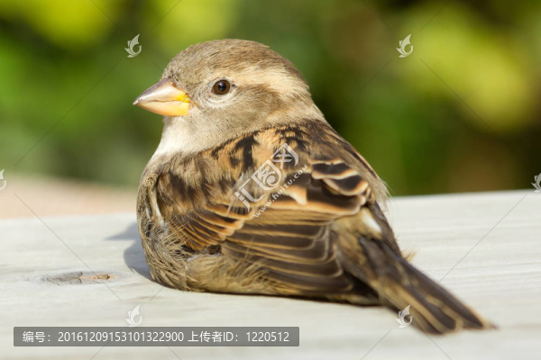 麻雀在休息