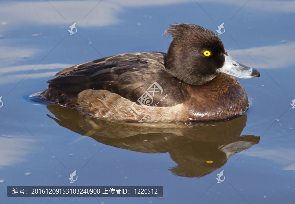 雌性鳳頭鴨游泳