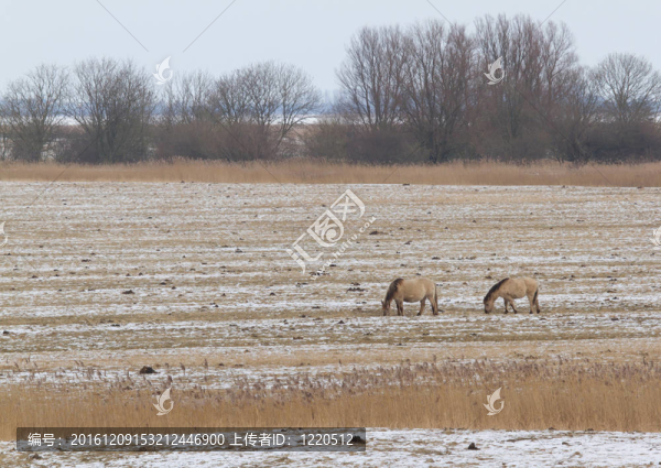 兩放牧Konik,horses