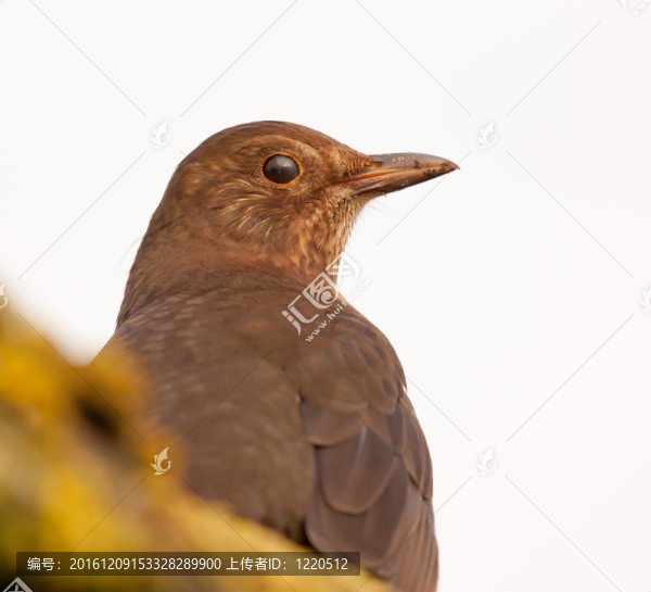黑鳥是試圖隱藏