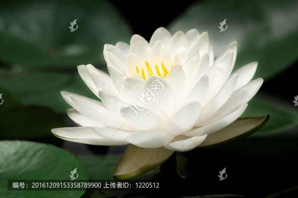白睡蓮。