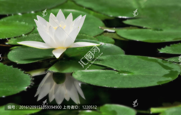 白睡蓮。