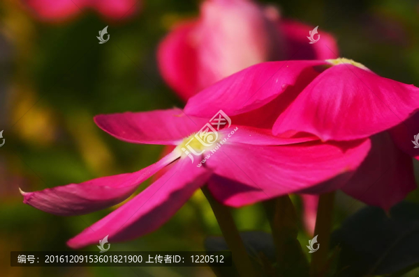 長(zhǎng)春花