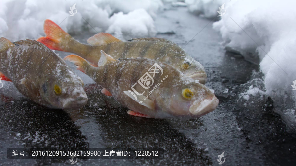 鱸魚釣魚