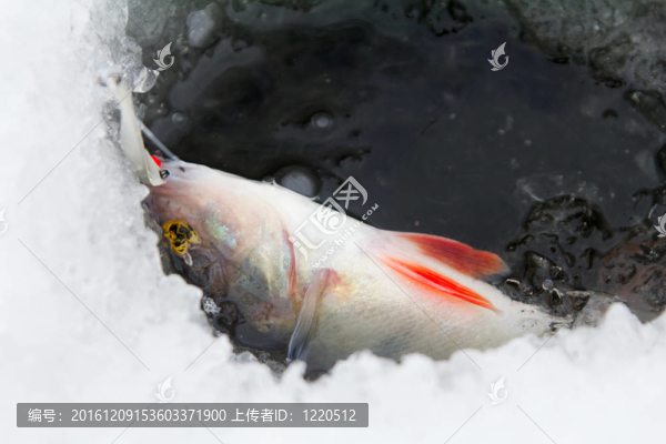 鱸魚釣魚