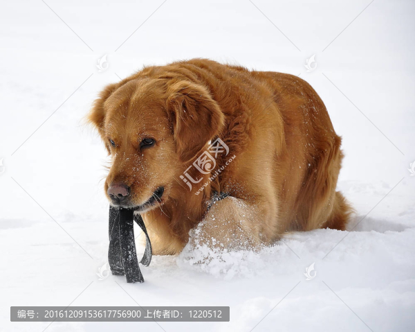 金毛獵犬在雪中?？鞓返墓贰? title=