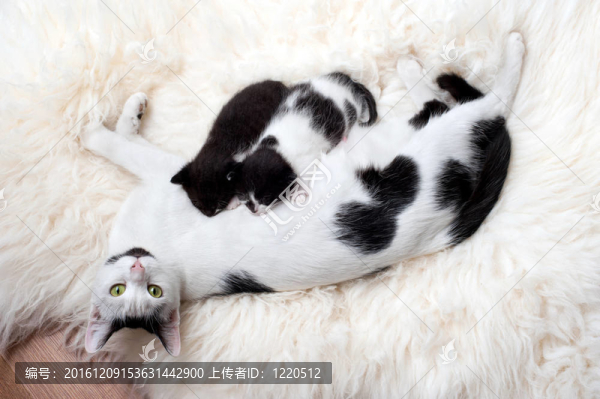 家庭