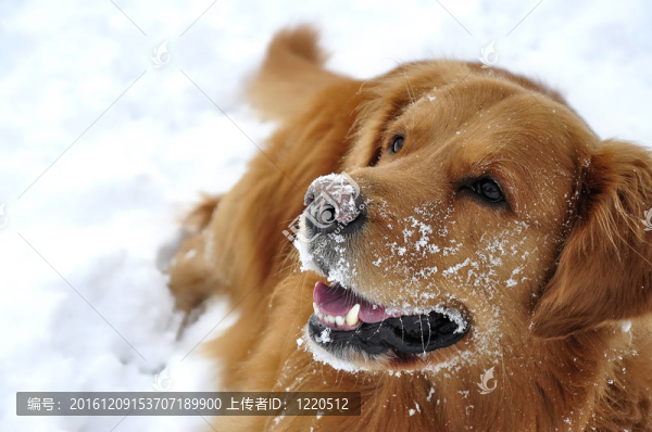 金毛獵犬在雪中?？鞓?lè)的狗。