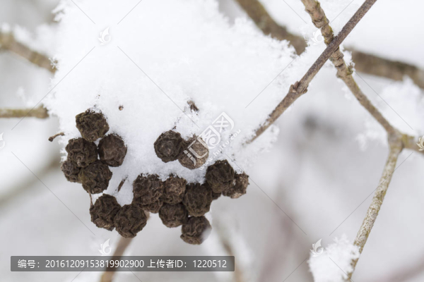 枝雪
