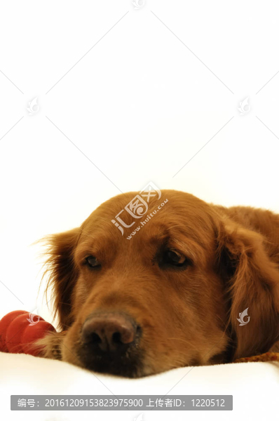 金毛獵犬躺在玩具。