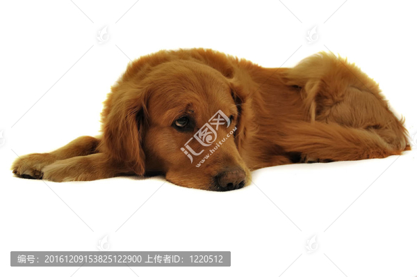 金毛狗